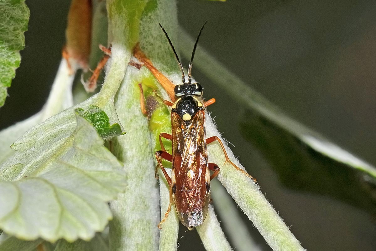 Tenthredinidae N19 Tenthredopsis stigma?